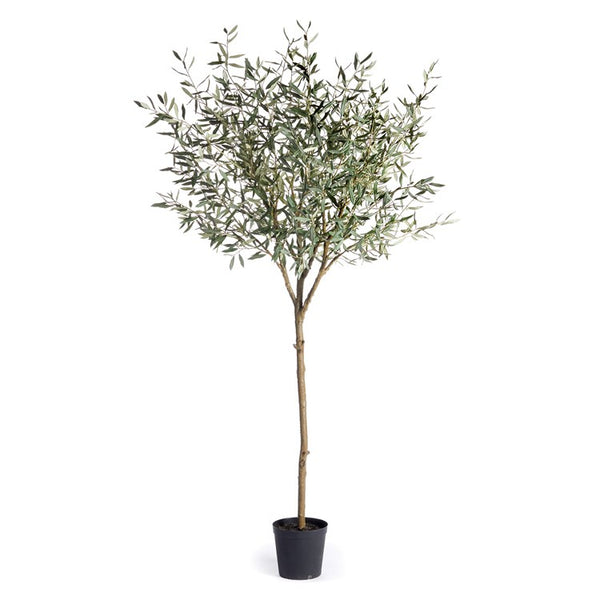OLIVE TREE DROP-IN 96
