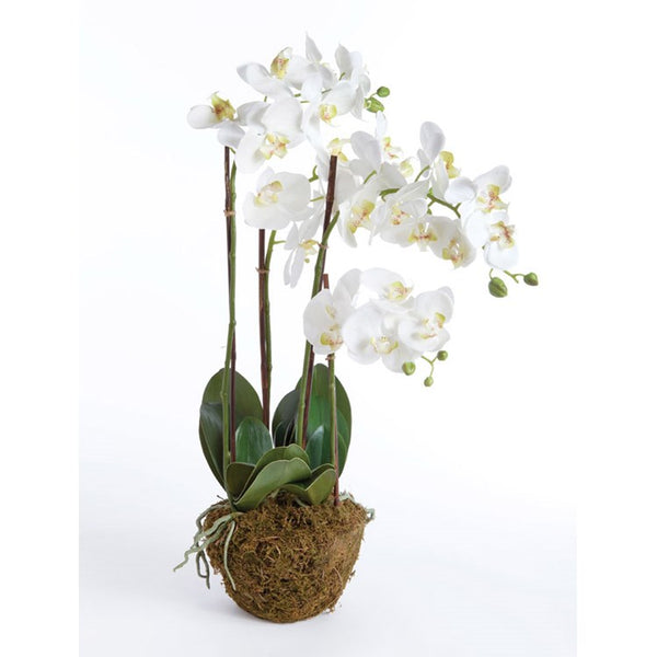PHALAENOPSIS ORCHID DROP-IN 30