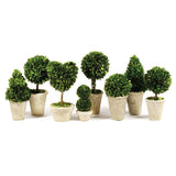 BOXWOOD TOPIARIES IN POTS, SET OF 8