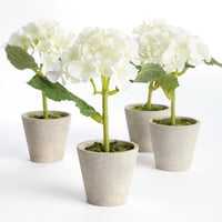 Mini Phalaenopsis Orchids Potted 9