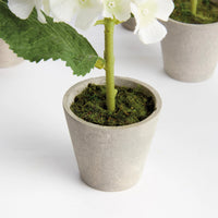 Mini Phalaenopsis Orchids Potted 9