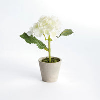 Mini Phalaenopsis Orchids Potted 9