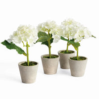 Mini Phalaenopsis Orchids Potted 9