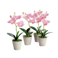 Mini Hydrangea Pots 8
