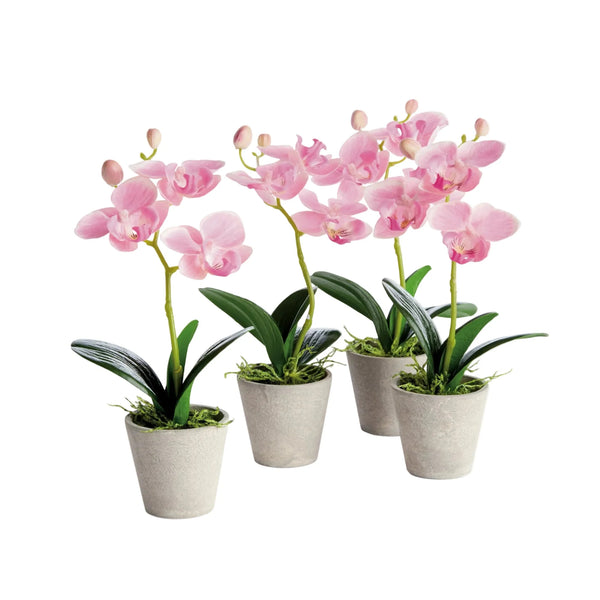 Mini Hydrangea Pots 8