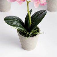 Mini Hydrangea Pots 8