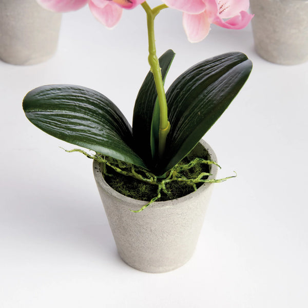 Mini Hydrangea Pots 8